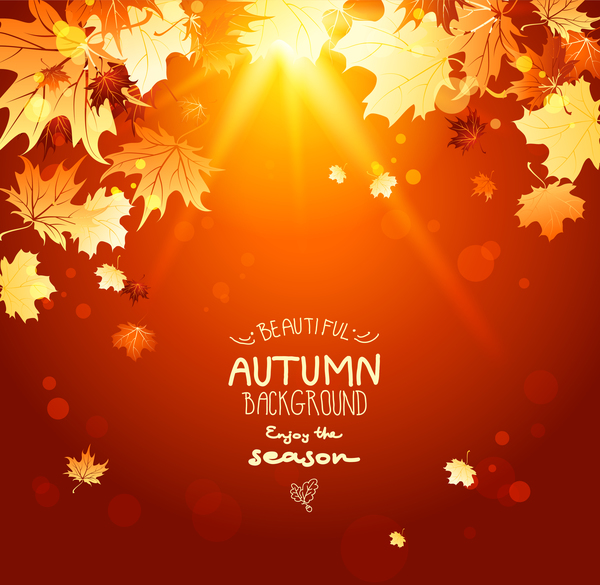 sunlight laeves autumn 