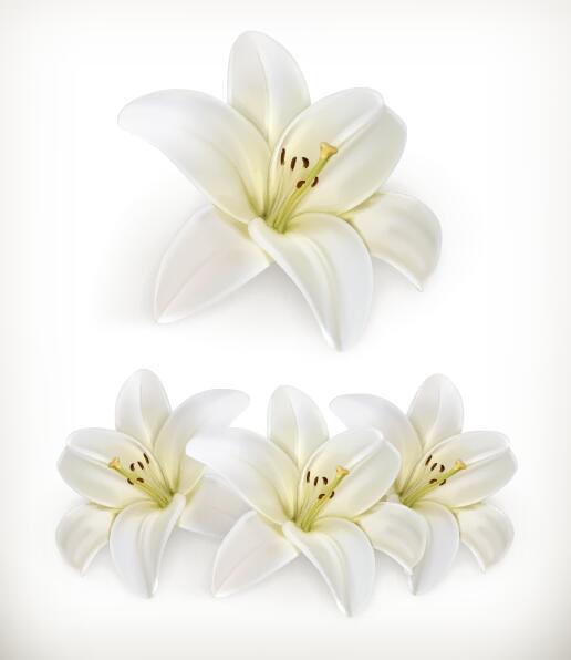 white flower beautiful 