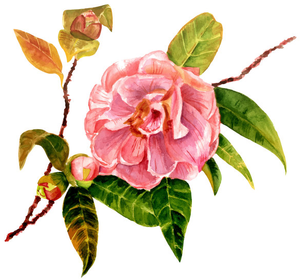 watercolor hand camellia 