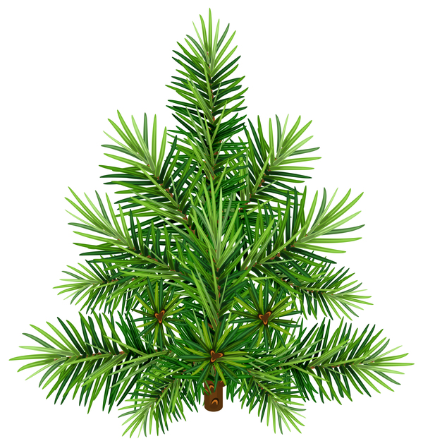 fir-tree christmas branch 