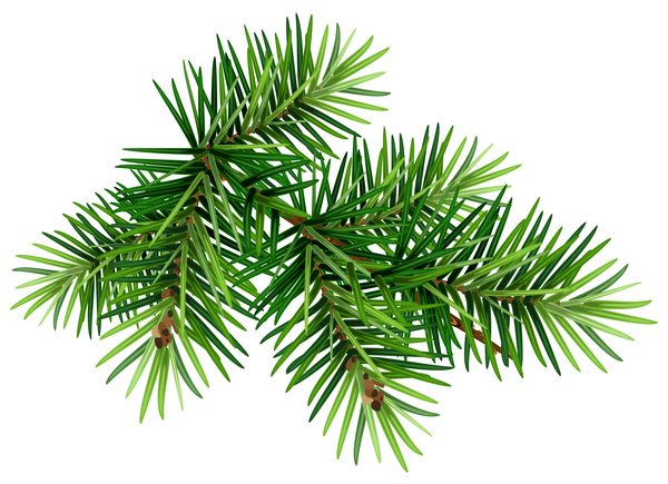 fir-tree christmas branch  