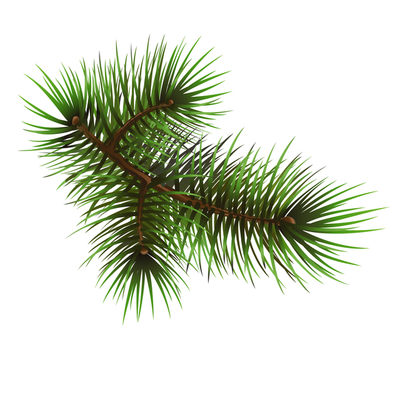 fir-tree christmas branch 