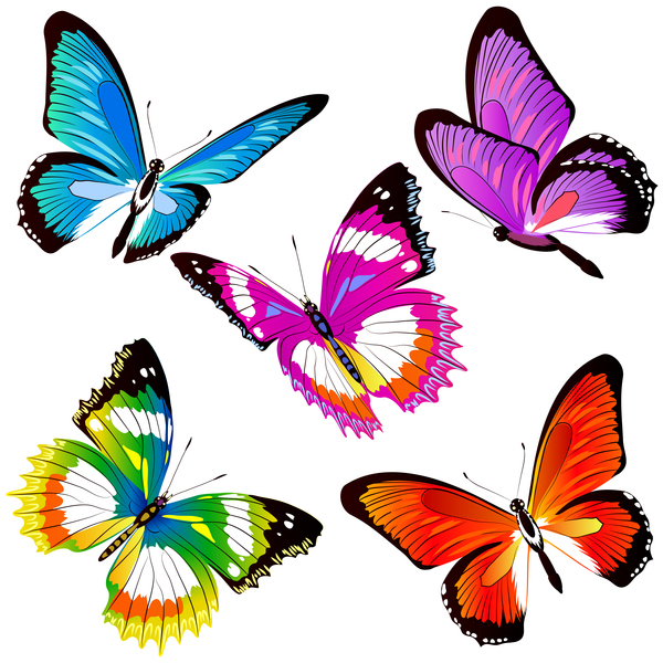 colorful butterfies 
