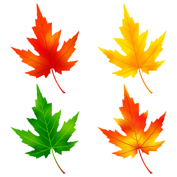 maple leaves colorful 