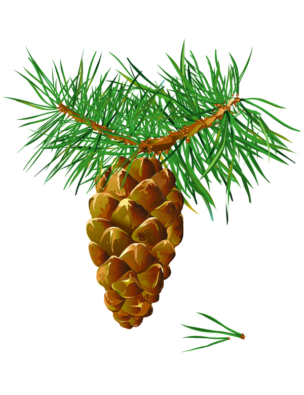 fir-tree cone christmas branch 