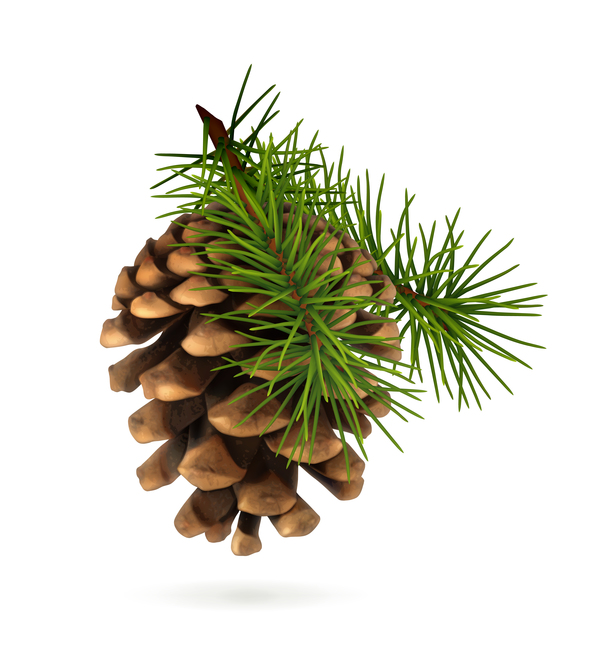 fir-tree cone christmas branch 