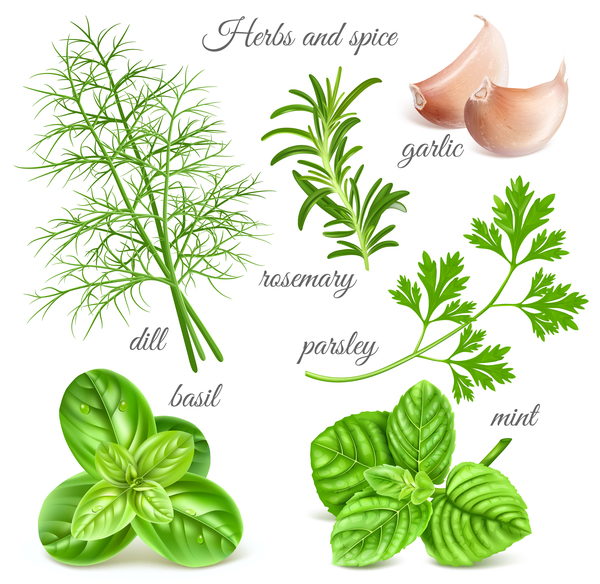 Spice herbs 