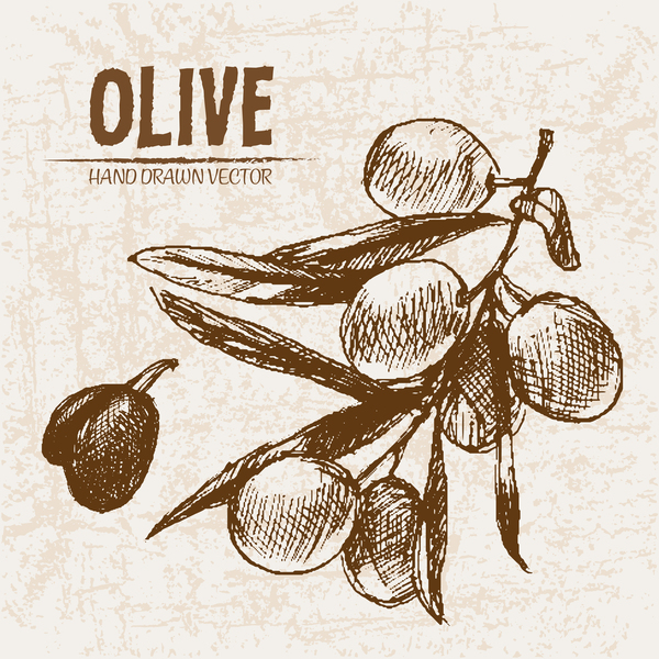 olive hand drawn 