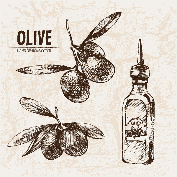 olive hand drawn 
