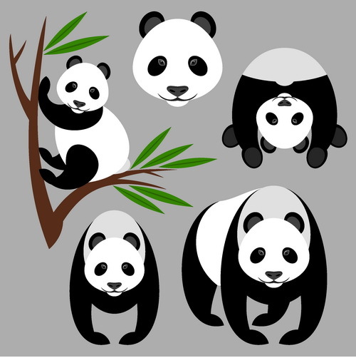 panda bamboo 