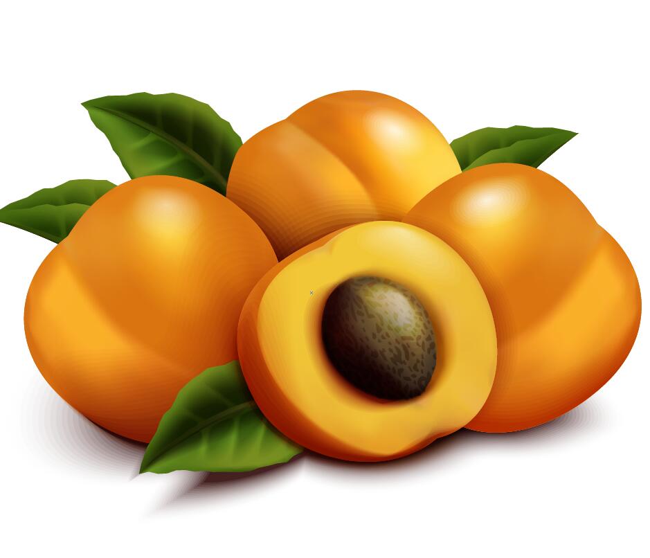realistic apricot 