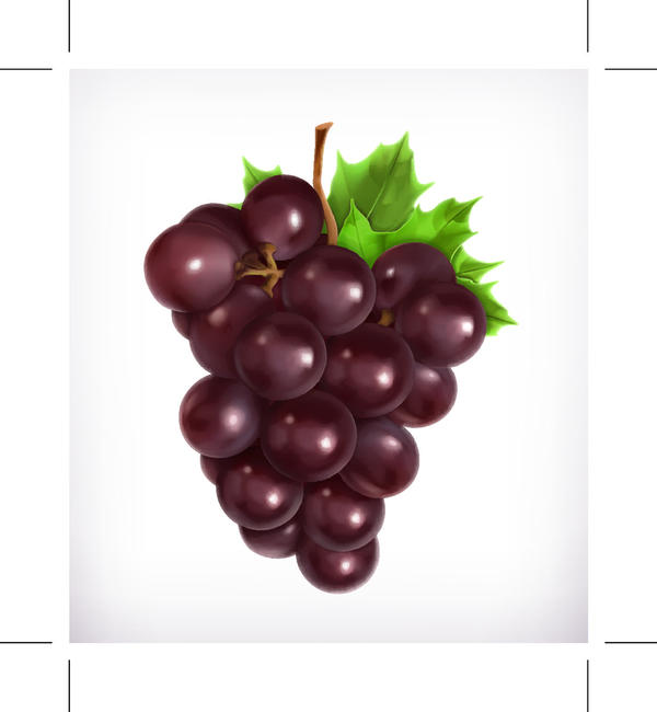 realistic purple grapes 