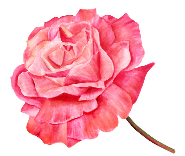 watercolor rose red 