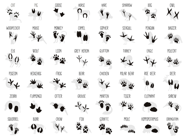 footprint animals 