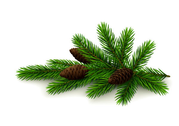 spruce cones 