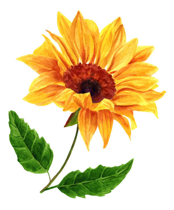 watercolor sunflower 