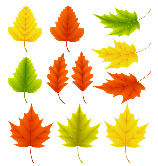 Various leaves autumn 