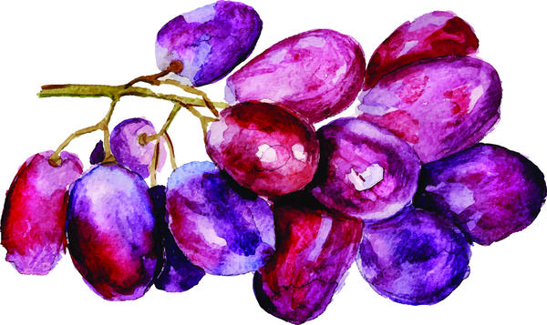 watercolor grapes 