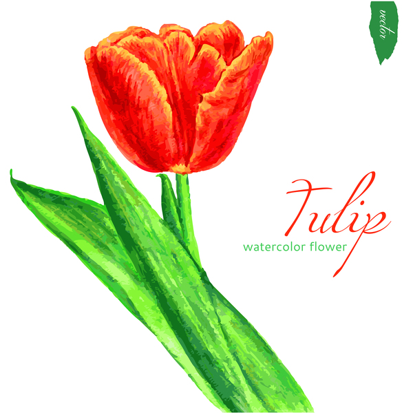 watercolor tulip flower 
