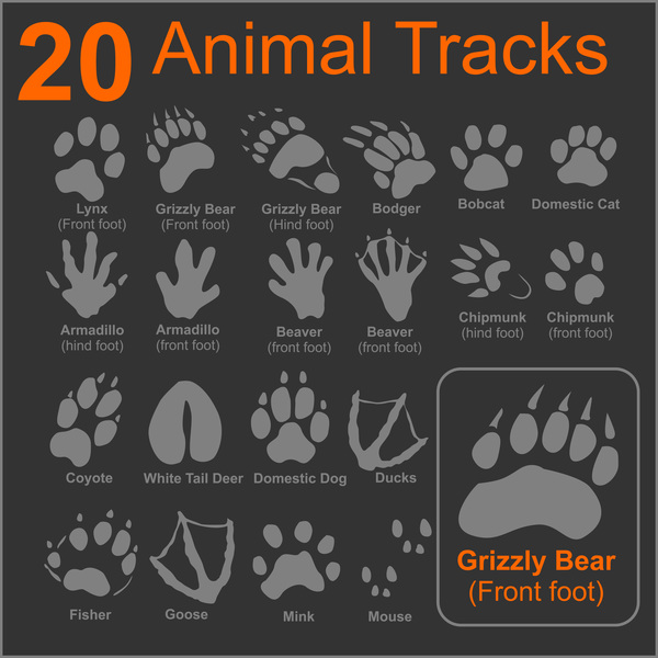 tracks animals 