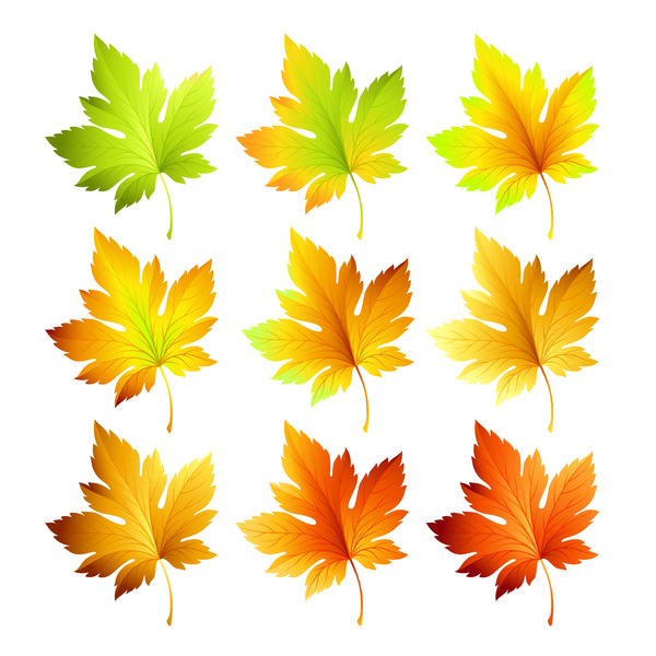 foglie di autunno foglie di acero 