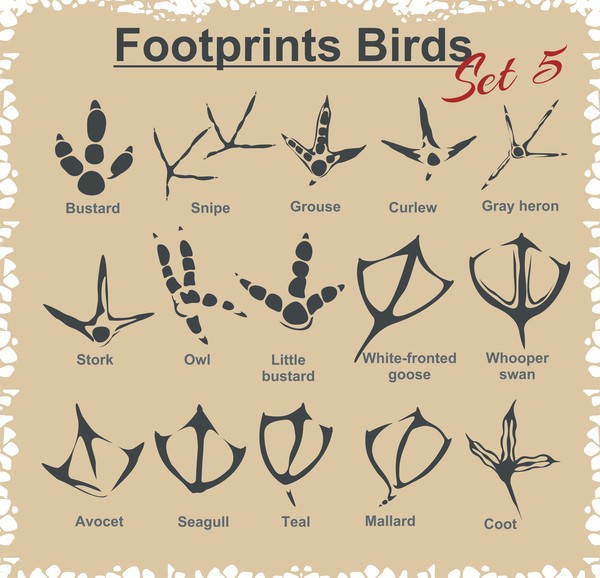 uccelli impronte 