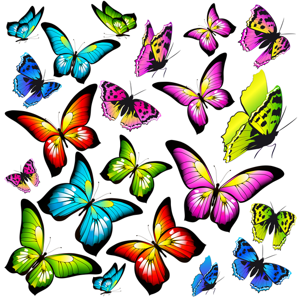 Papillons colorful 