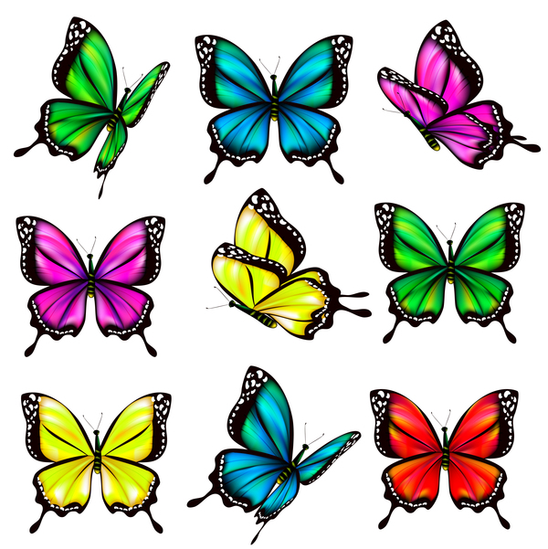 Papillons colorful 