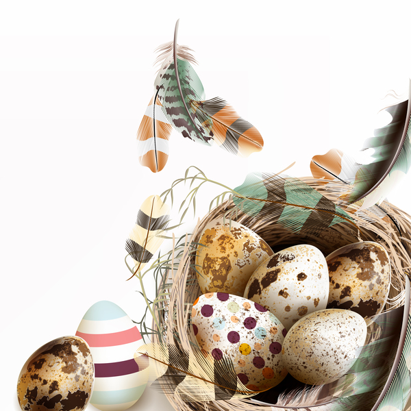Vogel Ostern nest Federn Eiern 