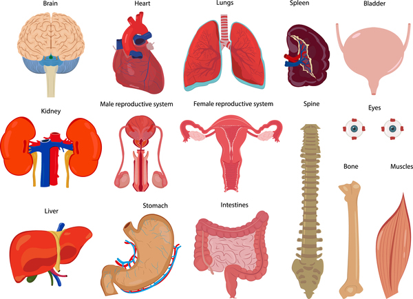 visceral organs Human 