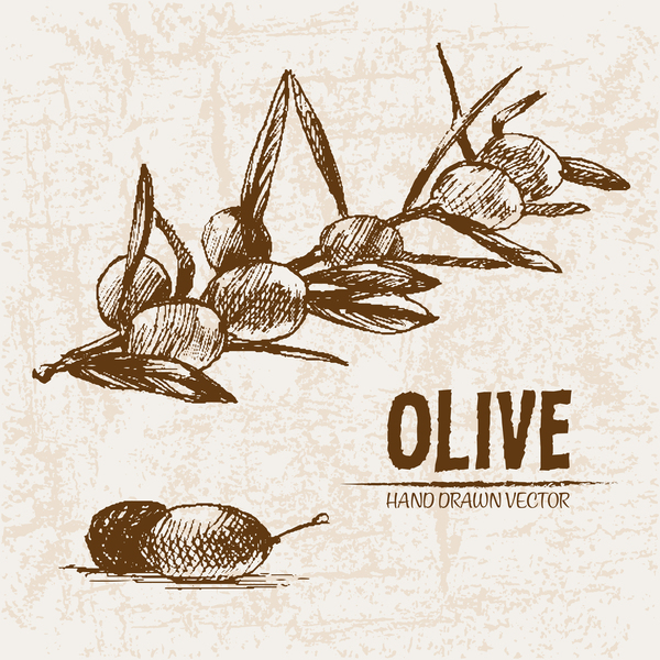 olive main dessiné 