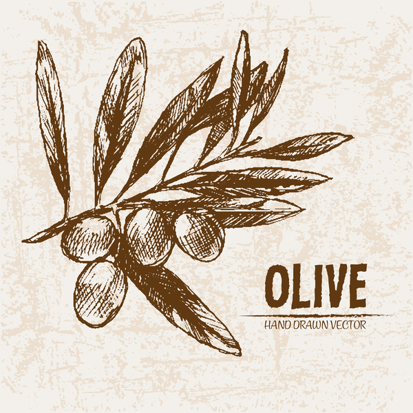 olive mano disegnato 