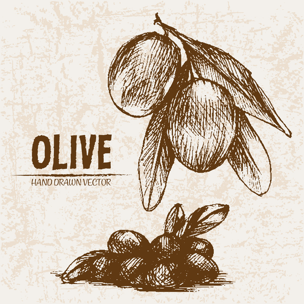 olive main dessiné 
