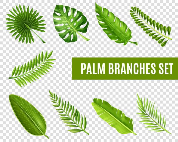 Rami palm foglie 