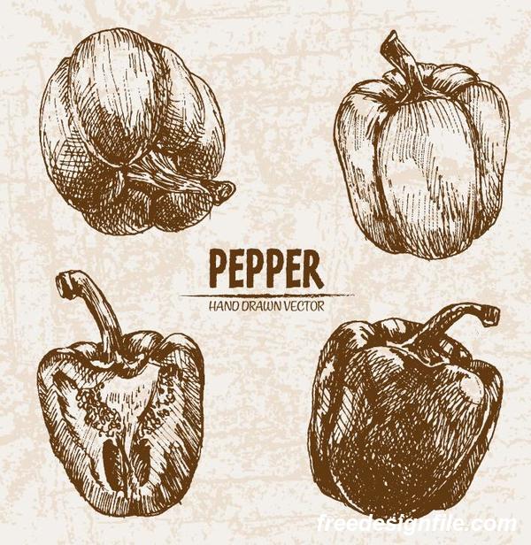retor pepper hand drawing  