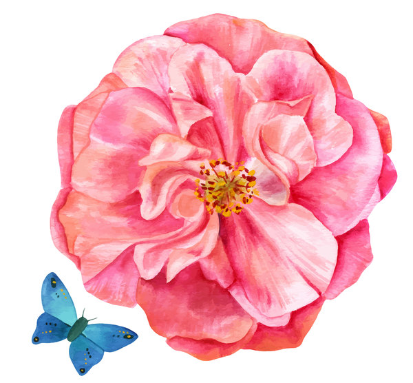 Rosa ros akvarell 