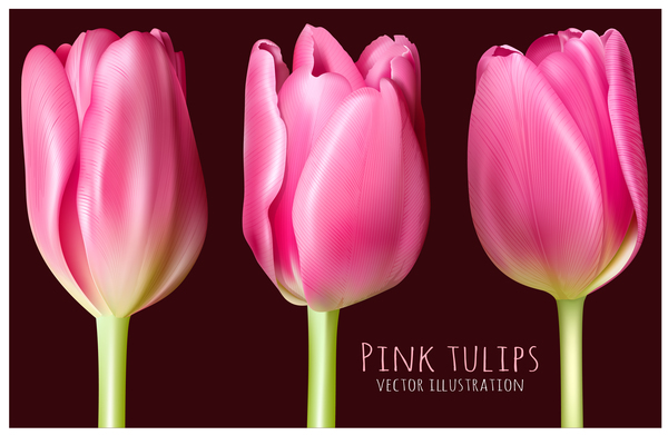 tulipes roses 