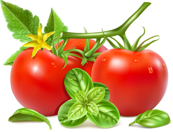 tomat realistiska Blomma 