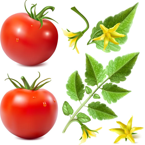 Tomate réaliste fleur 