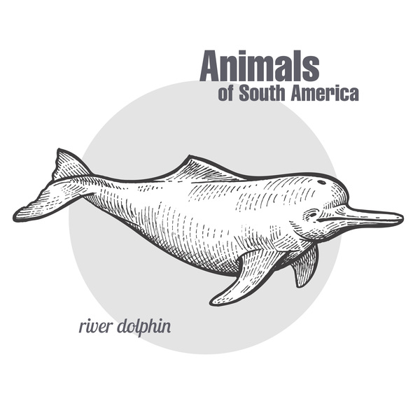 sketch river hand drawing dolphin  