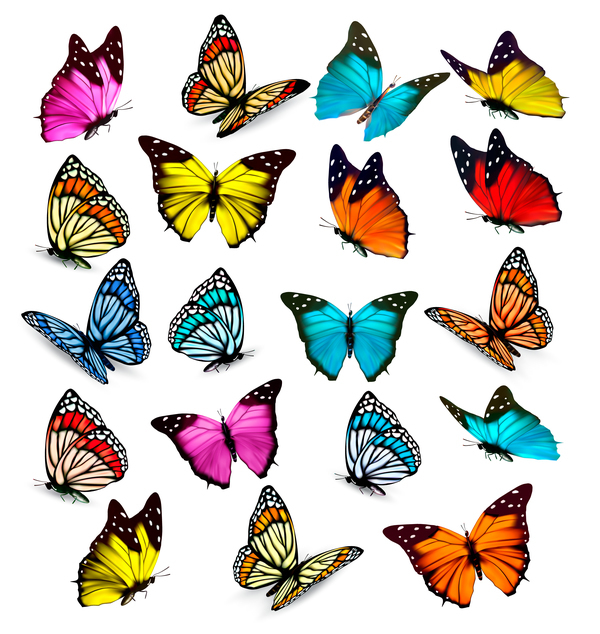 Schmetterlinge bunt 