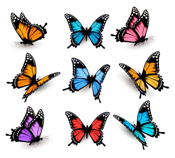 Fjärilar färgglada 