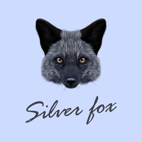 Silber Kopf fox 