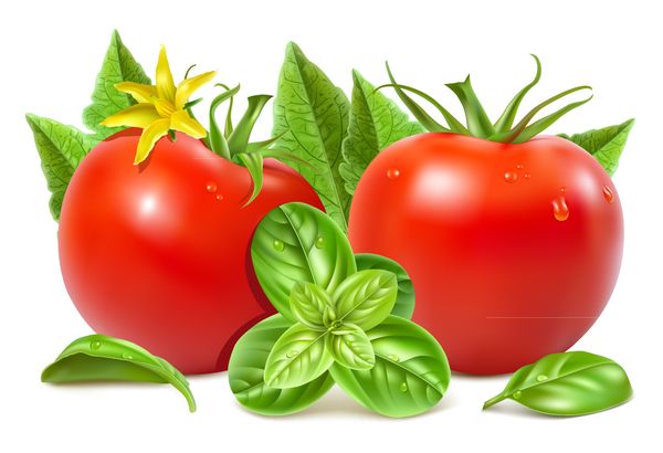tomat grön blad 