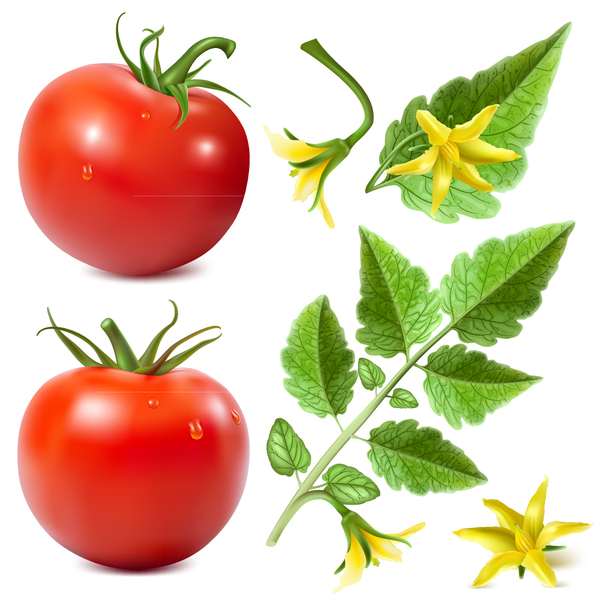 Tomate gelb Blüte 
