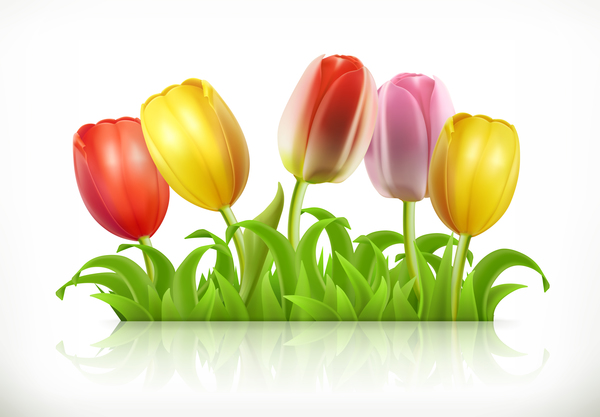 tulipani primavera fiori erba 