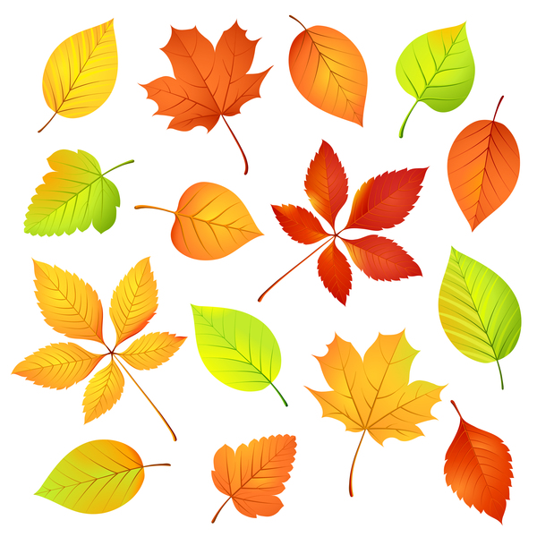 l’automne feuilles Divers 