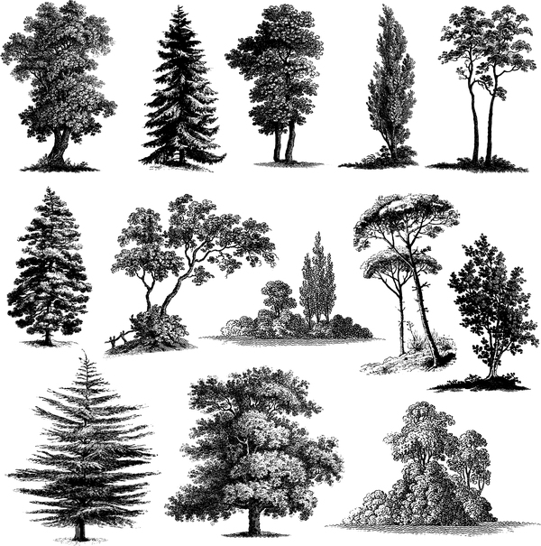 Various tree silhouette 