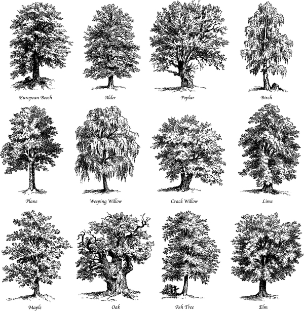 verschiedene silhouette Baum 