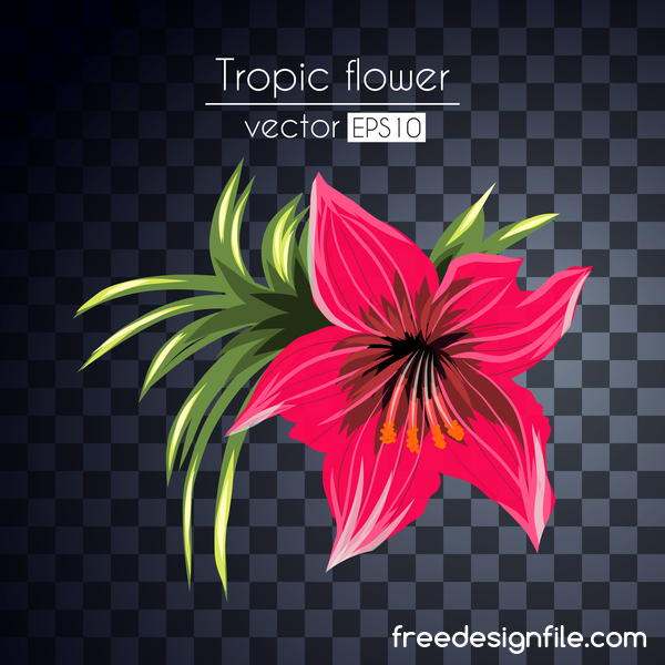 tropical flowers 